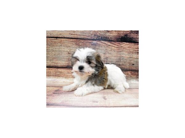 Havanese-DOG-Male-Red-1-PetCenter Old Bridge, New Jersey