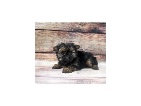 Yorkshire Terrier-DOG-Female-Black and Tan-2-PetCenter Old Bridge, New Jersey