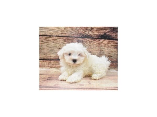 Havanese-DOG-Female-White-3-PetCenter Old Bridge, New Jersey