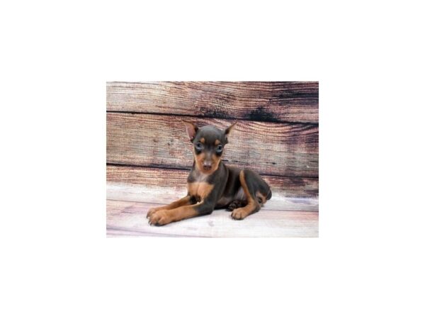 Miniature Pinscher-DOG-Male-Chocolate and Tan-4-PetCenter Old Bridge, New Jersey
