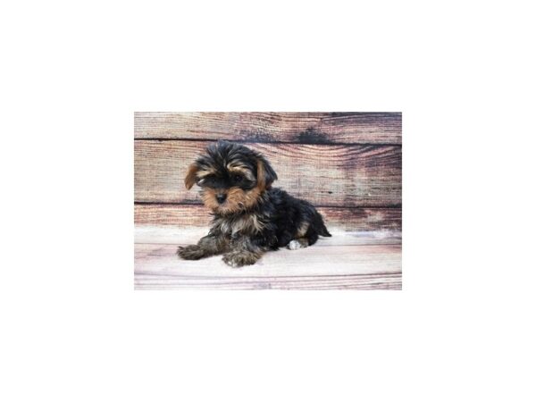 Yorkshire Terrier-DOG-Female-Black and Tan-5-PetCenter Old Bridge, New Jersey