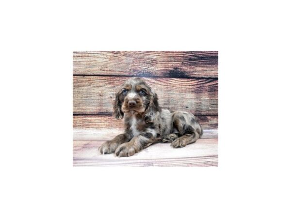 Cocker Spaniel-DOG-Male-Brown and Tan-6-PetCenter Old Bridge, New Jersey