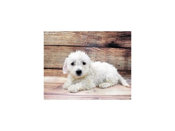 Bichon Frise-DOG-Male-White-7-PetCenter Old Bridge, New Jersey