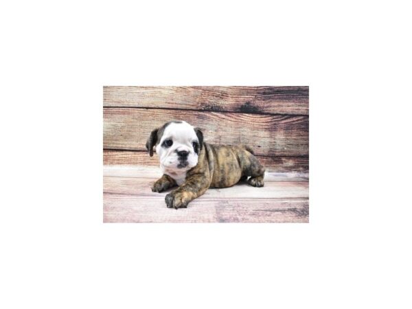 English Bulldog-DOG-Female-Red Brindle and White-9-PetCenter Old Bridge, New Jersey