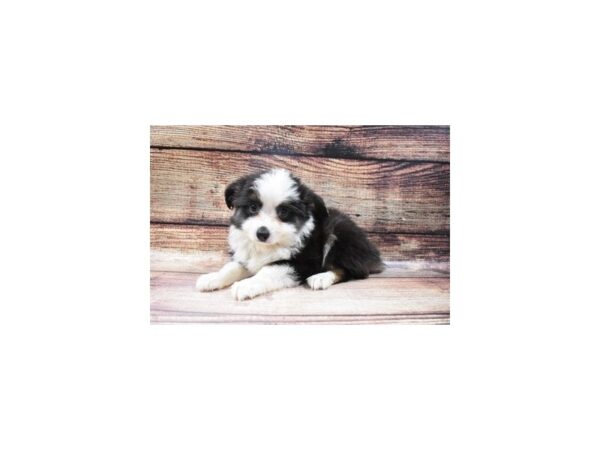 Miniature Australian Shepherd-DOG-Male-Black White and Brown-10-PetCenter Old Bridge, New Jersey