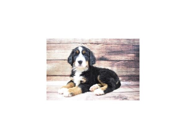 Bernese Mountain Dog-DOG-Female-Black Rust and White-11-PetCenter Old Bridge, New Jersey