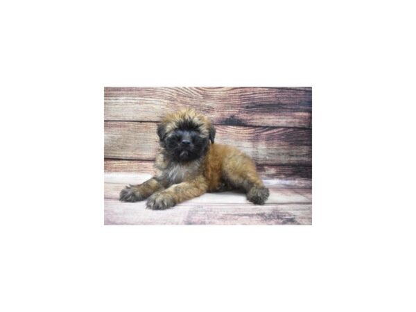 Soft Coated Wheaten Terrier-DOG-Male-Wheaten-12-PetCenter Old Bridge, New Jersey