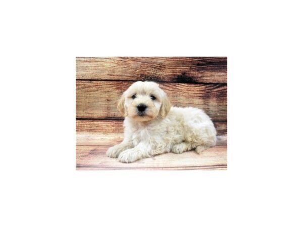 Mini Goldendoodle-DOG-Male-Light Golden-13-PetCenter Old Bridge, New Jersey