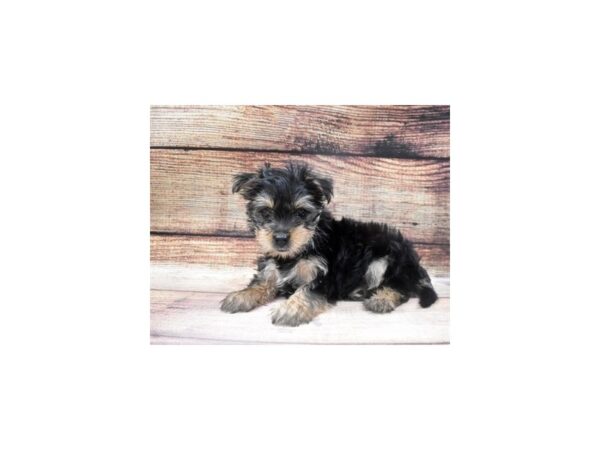 Morkie-DOG-Female-Black and Tan-14-PetCenter Old Bridge, New Jersey