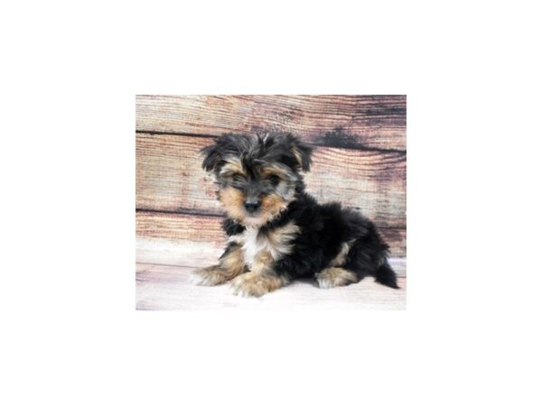 Morkie-DOG-Male-Black and Tan-15-PetCenter Old Bridge, New Jersey