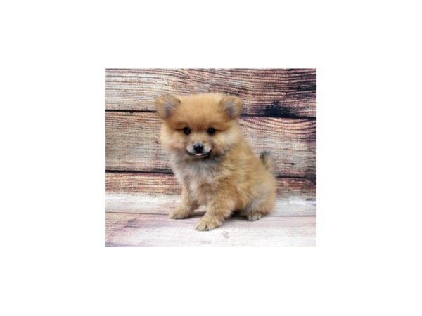 Pomeranian-DOG-Male-Orange-16-PetCenter Old Bridge, New Jersey
