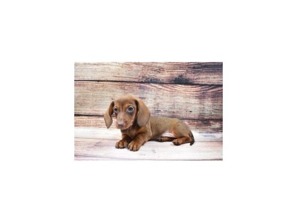 Dachshund-DOG-Male-Chocolate-17-PetCenter Old Bridge, New Jersey
