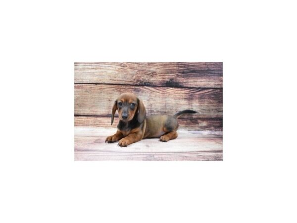 Dachshund-DOG-Female-Red-18-PetCenter Old Bridge, New Jersey