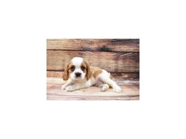 Cavalier King Charles Spaniel-DOG-Male-Blenheim-19-PetCenter Old Bridge, New Jersey