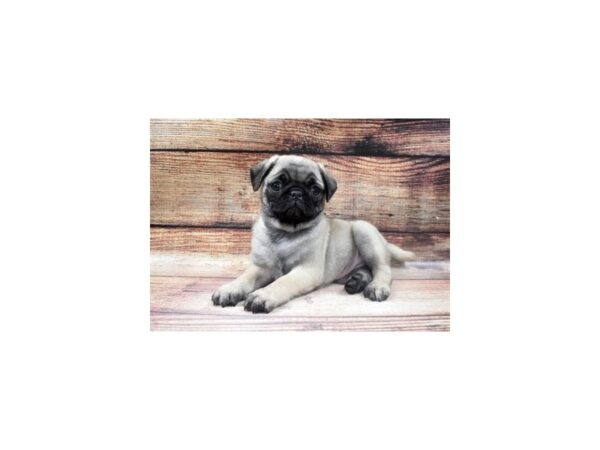 Pug-DOG-Female-Fawn-20-PetCenter Old Bridge, New Jersey