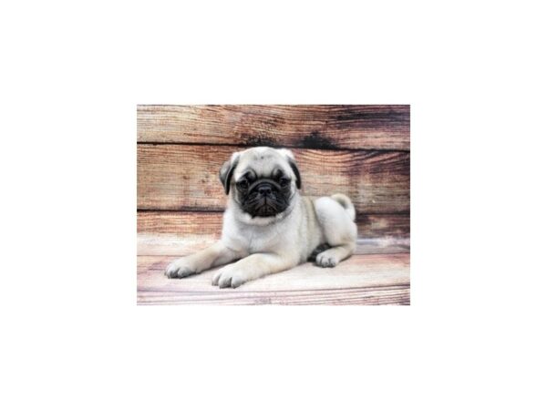 Pug-DOG-Male-Fawn-21-PetCenter Old Bridge, New Jersey