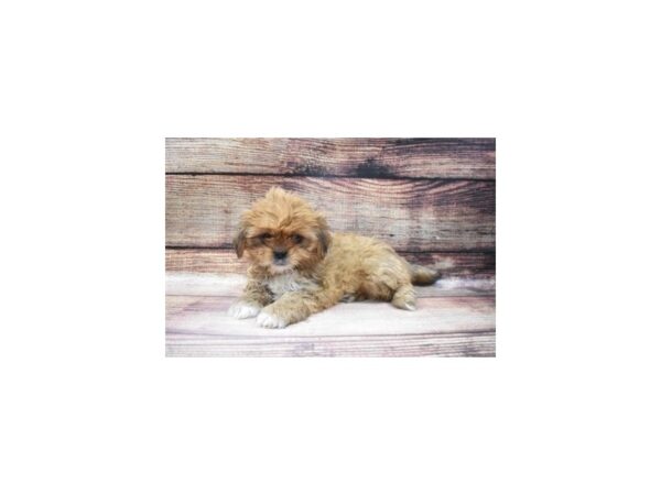 Shih Apso-DOG-Female-Red-22-PetCenter Old Bridge, New Jersey