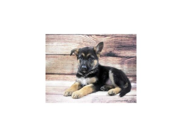 German Shepherd-DOG-Female-Black and Tan-23-PetCenter Old Bridge, New Jersey