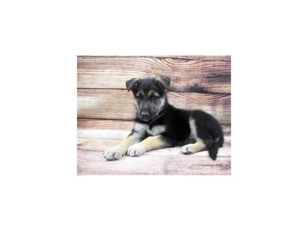 German Shepherd-DOG-Male-Black and Tan-24-PetCenter Old Bridge, New Jersey