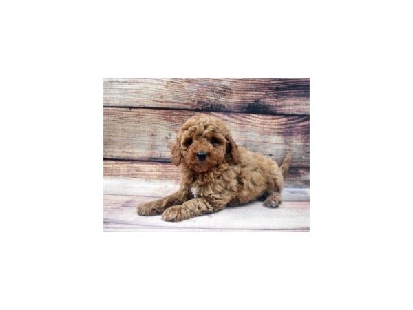 Mini Goldendoodle 2nd Gen-DOG-Female-Red-25-PetCenter Old Bridge, New Jersey