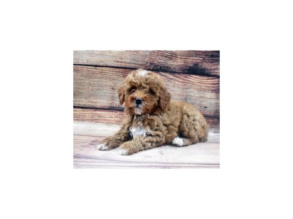 Mini Goldendoodle 2nd Gen-DOG-Male-Red-26-PetCenter Old Bridge, New Jersey
