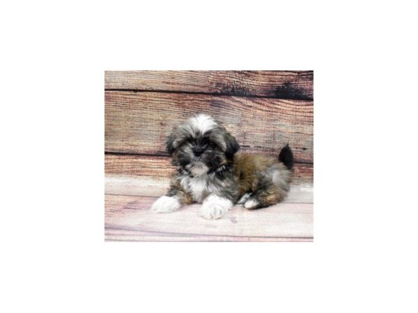 Shih Tzu-DOG-Male-Gold and White-27-PetCenter Old Bridge, New Jersey