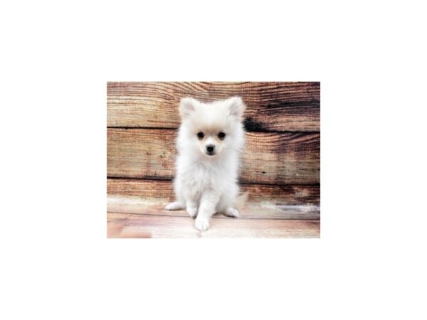 Pomeranian-DOG-Female-Cream-28-PetCenter Old Bridge, New Jersey