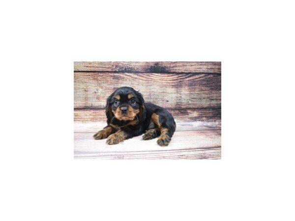 Cavalier King Charles Spaniel-DOG-Male-Black and Tan-92-PetCenter Old Bridge, New Jersey