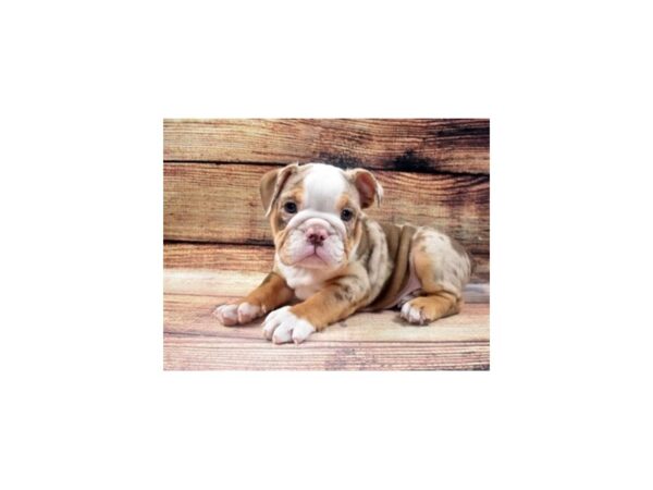 English Bulldog-DOG-Male-Red and White-29-PetCenter Old Bridge, New Jersey