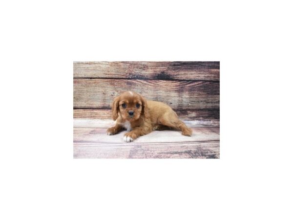 Cavalier King Charles Spaniel-DOG-Female-Ruby-30-PetCenter Old Bridge, New Jersey