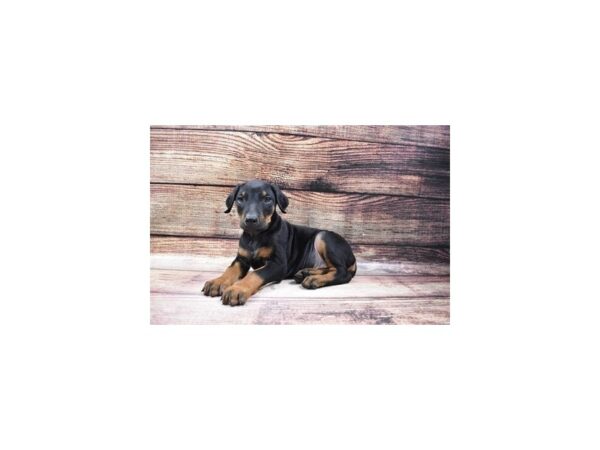 Doberman Pinscher-DOG-Male-Black and Rust-31-PetCenter Old Bridge, New Jersey