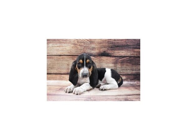 Basset Hound-DOG-Male-Black Brown and White-32-PetCenter Old Bridge, New Jersey