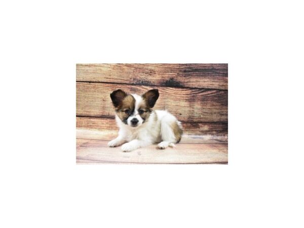 Papillon-DOG-Female-White and Sable-33-PetCenter Old Bridge, New Jersey