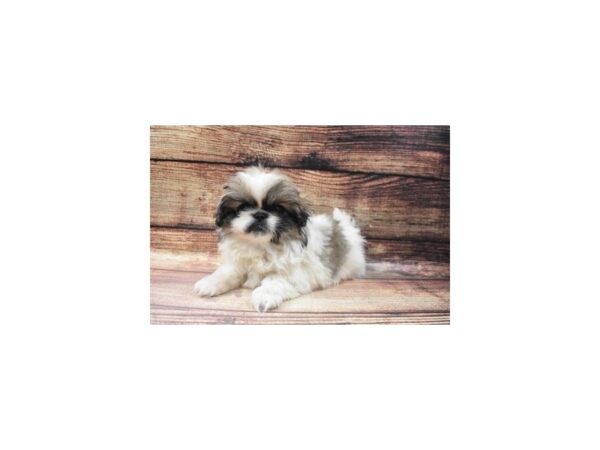 Pekingese-DOG-Female-Grey Sable-35-PetCenter Old Bridge, New Jersey