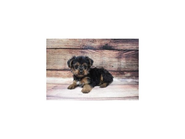 Yorkshire Terrier-DOG-Male-Black and Tan-36-PetCenter Old Bridge, New Jersey