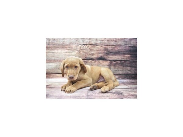 Labrador Retriever-DOG-Male-Yellow-38-PetCenter Old Bridge, New Jersey