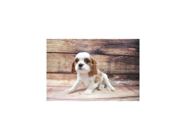 Cavalier King Charles Spaniel-DOG-Male-Blenheim-39-PetCenter Old Bridge, New Jersey