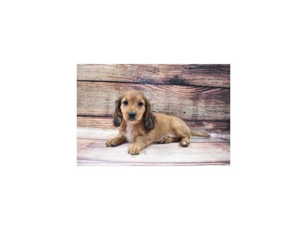 Dachshund-DOG-Female-Red-42-PetCenter Old Bridge, New Jersey