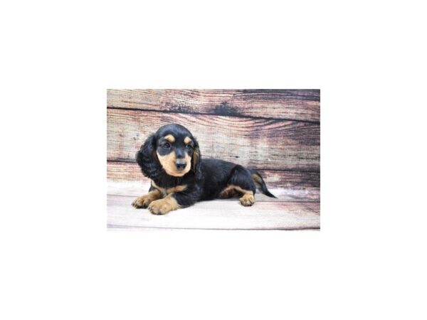 Dachshund-DOG-Male-Black and Tan-43-PetCenter Old Bridge, New Jersey
