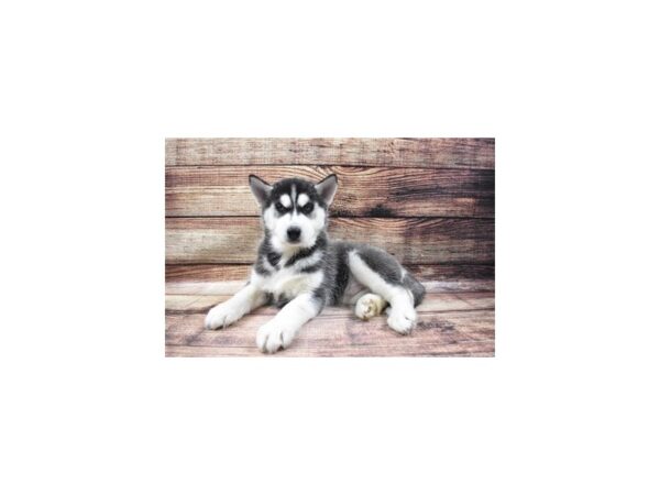 Siberian Husky-DOG-Male-Black and White-45-PetCenter Old Bridge, New Jersey