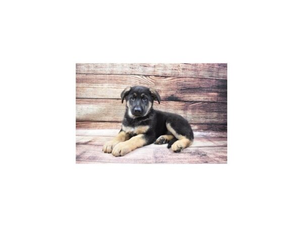 German Shepherd-DOG-Male-Black and Tan-46-PetCenter Old Bridge, New Jersey