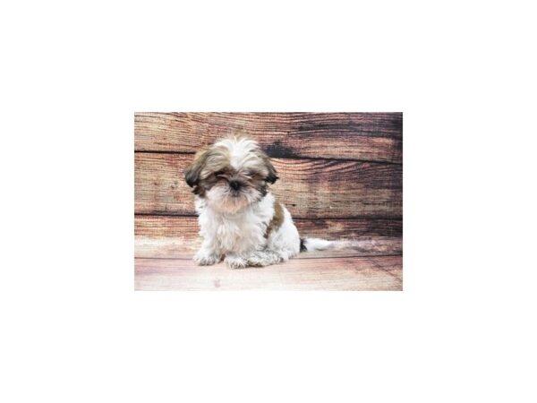 Shih Tzu-DOG-Female-Gold and White-47-PetCenter Old Bridge, New Jersey