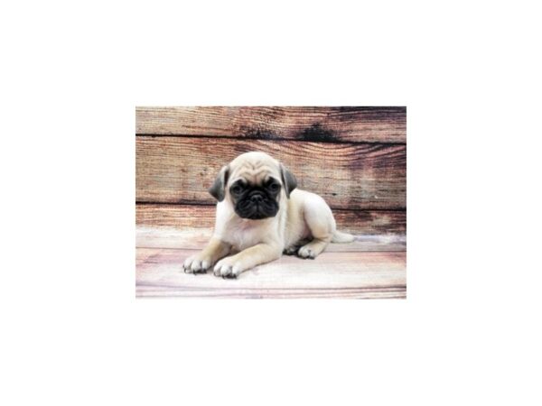Pug-DOG-Male-Fawn-48-PetCenter Old Bridge, New Jersey