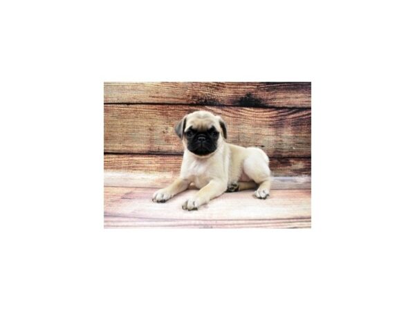 Pug-DOG-Female-Fawn-49-PetCenter Old Bridge, New Jersey