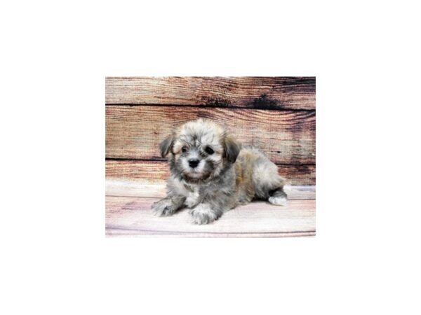 Havanese-DOG-Female-Red Sable-50-PetCenter Old Bridge, New Jersey