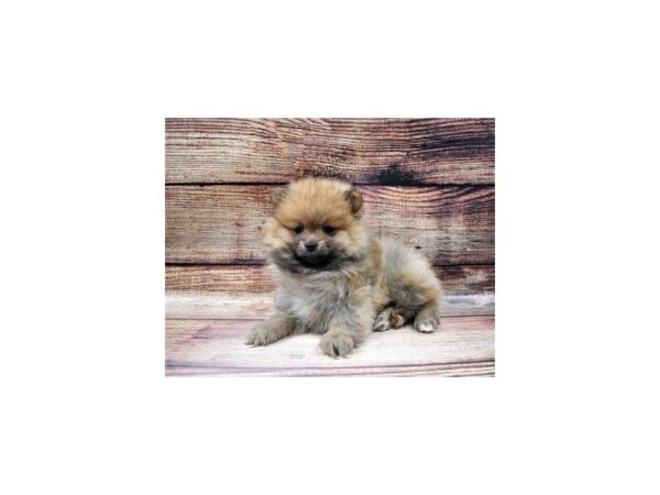 Pomeranian-DOG-Male-Orange Sable-52-PetCenter Old Bridge, New Jersey