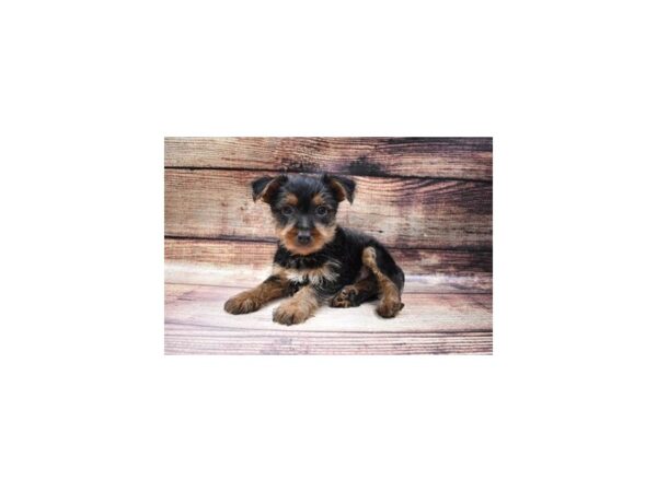 Yorkshire Terrier-DOG-Male-Black and Gold-53-PetCenter Old Bridge, New Jersey