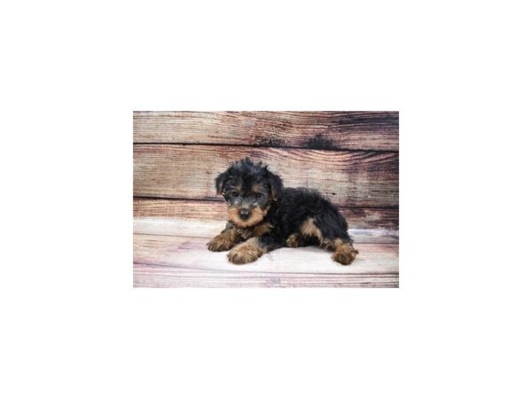 Yorkshire Terrier-DOG-Male-Black and Tan-54-PetCenter Old Bridge, New Jersey