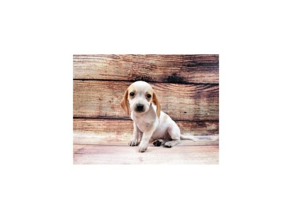 Beagle-DOG-Female-Lemon and White-56-PetCenter Old Bridge, New Jersey
