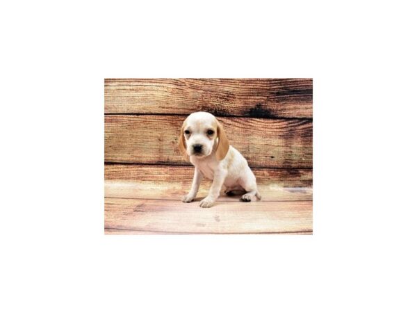 Beagle-DOG-Male-Lemon and White-57-PetCenter Old Bridge, New Jersey